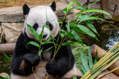 A panda eating lunch at Everland Zoo in South Korea