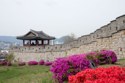 Looking at stretch of Suwon's Fortress wall with bright purple coloured flowers running alongside it