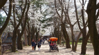 2 parents and 2 children riding a buggy bike with a steering wheel in between beautiful trees with white leaves