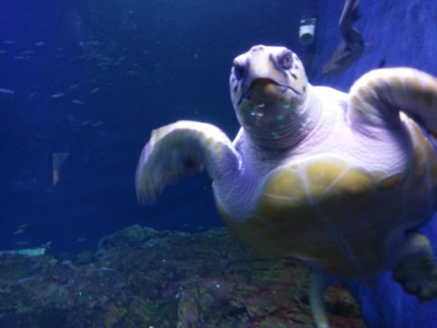 A giant turtle swimming around its tank at COEX aquarium in Seoul