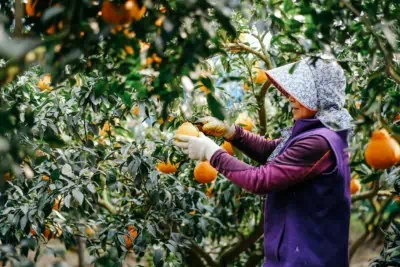 A woman picking Hallabong a fruit similar in appearance and color to an orange