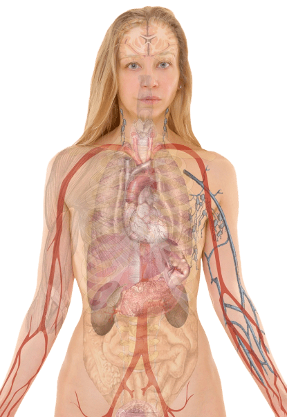 Human internal medical anatomy