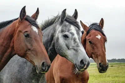 3 Jeju do Horses lined up next to each other posing for a photo