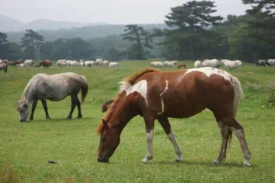 제주도 목장에서 말이 자유롭게 돌아 다니는 모습