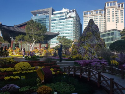 Jogyesa Buddhist Temple located in downtown Seoul. Decorated with beautiful coloured flowers with tall buildings overlooking in the background