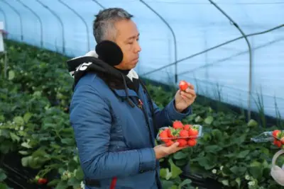 A man eating strawberries on our Korean strawberry picking experience