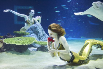 Watching 2 mermaids doing a performance in a tank with fish