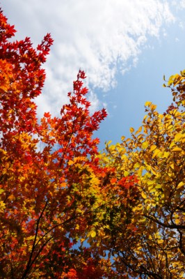 Beautiful red, gold and yellow coloured leaves on the trees at Mount Seorak during Autumn