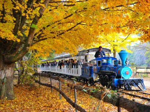 People taking a train ride around Nami Island