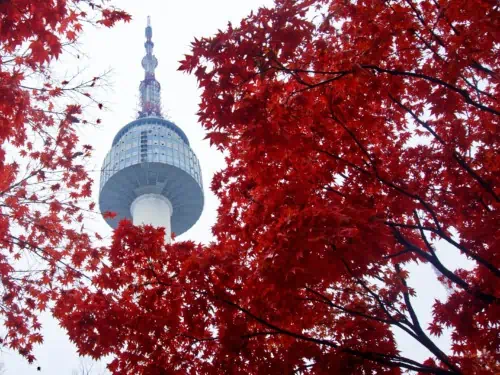 Looking up at the beautiful Namsan Tower through Autumn red colored leaves