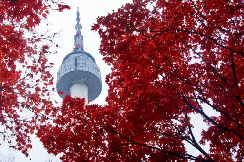 Looking up at the beautiful Namsan Tower through Autumn red colored leaves