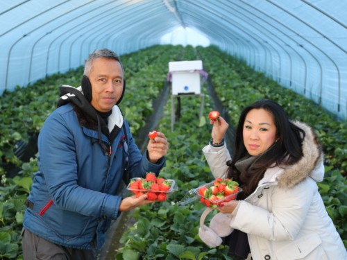 A couple picking strawberries during our Strawberry Farm tour