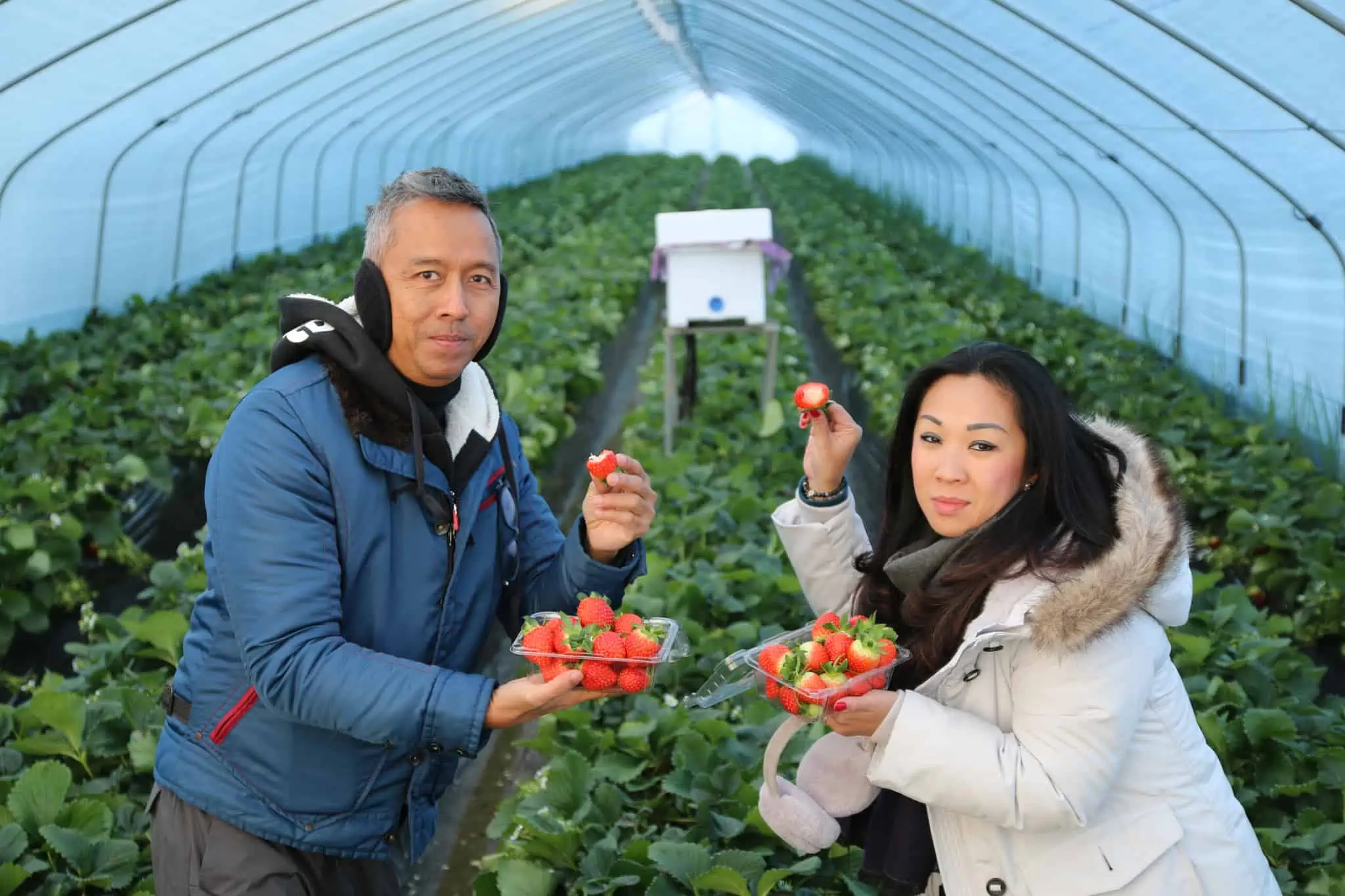 A couple picking strawberries during our Strawberry Farm tour