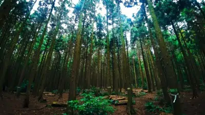 Peacful Saryeoni Forest with many tall trees and green leaves