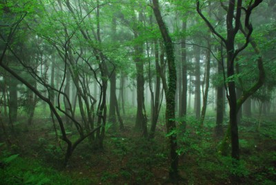 Tranquil Saryeoni Forest Path on a misty day with bright green colors peaking through the trees