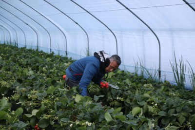 A man picking Korean strawberries inside a greenhouse on our Nami Island + Strawberry Picking tour