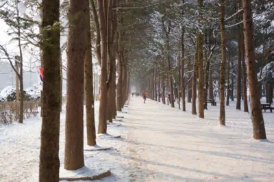 Trees and paths covered in a blanket of white snow at Nami Island