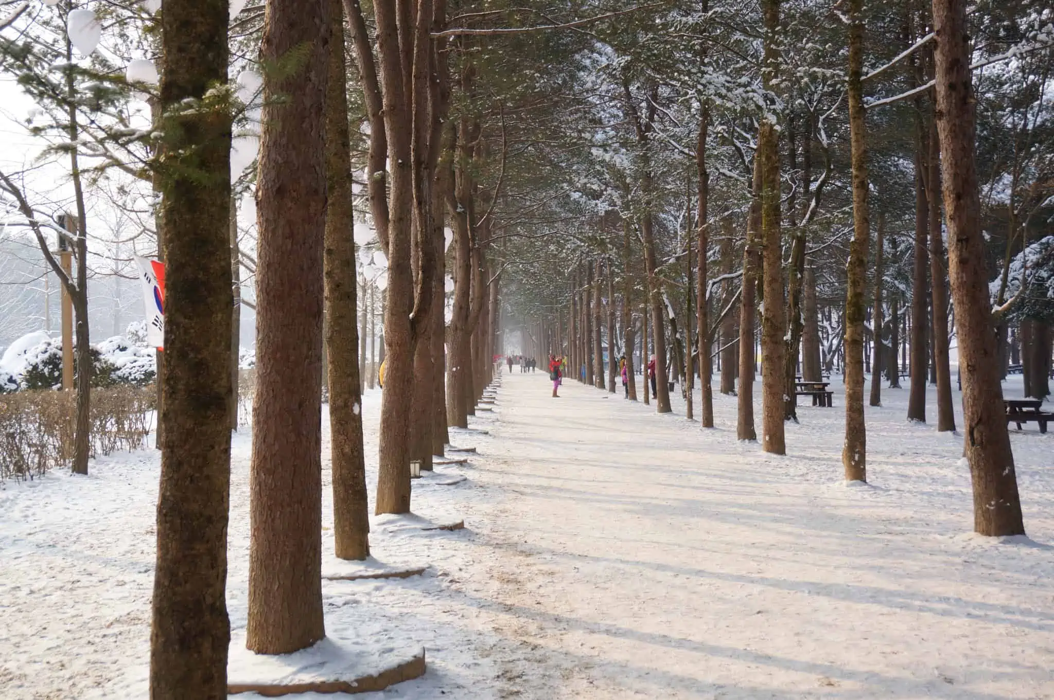 Nami Island Winter tour 1 Day Snow Package (2025) VIP Travel