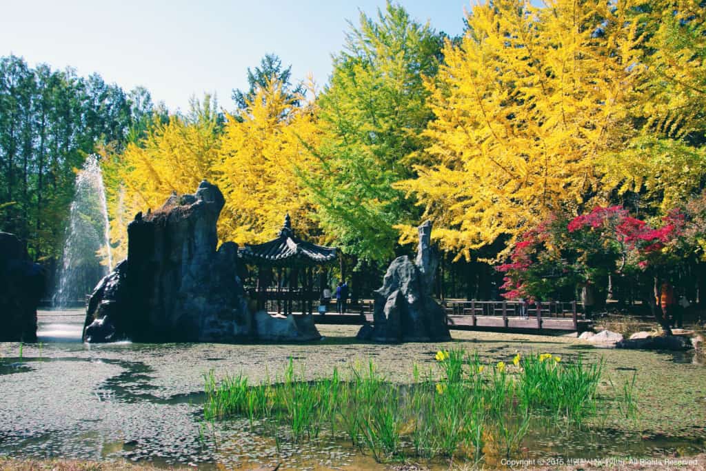 Trees full of vibrant yellow coloured leaves at Nami Island in autumn