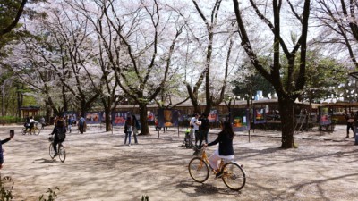 Stunning white Cherry Blossoms can be seen behind a girl riding a bike on Nami Island during Spring