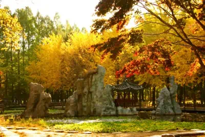 Incredible green, red, yellow and golden brown colors can be seen on the trees which are in Autumn on Nami Island