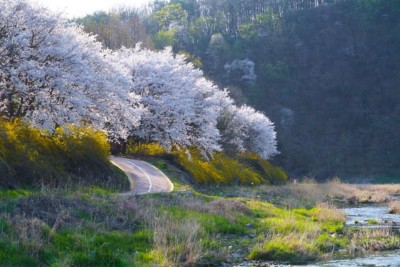 Bright white cherry blossoms during spring in South Korea