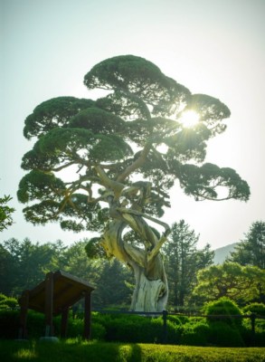 A very old and large Bonsai tree at the Garden of Morning Calm